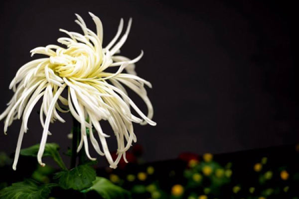 Chrysanthemum