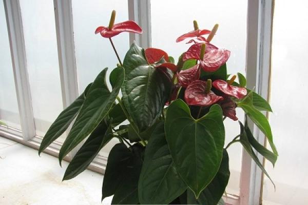 Anthurium