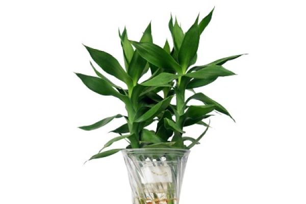 lotus bamboo