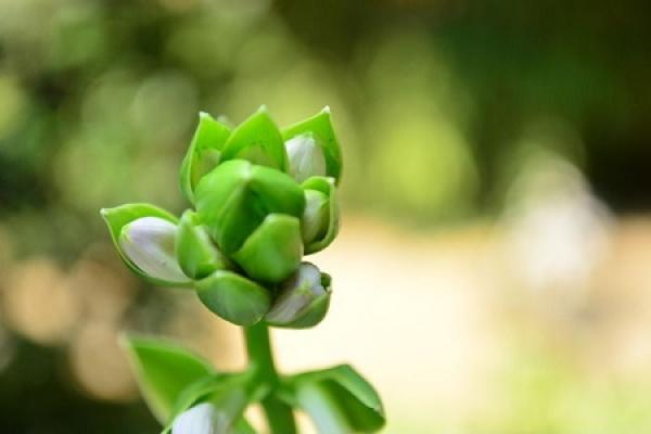 Gardenia