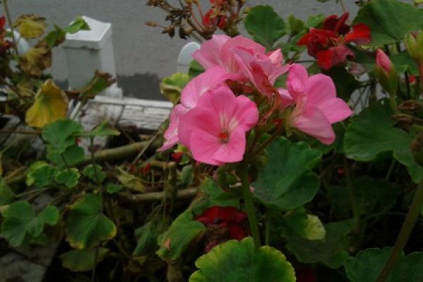 Geranium
