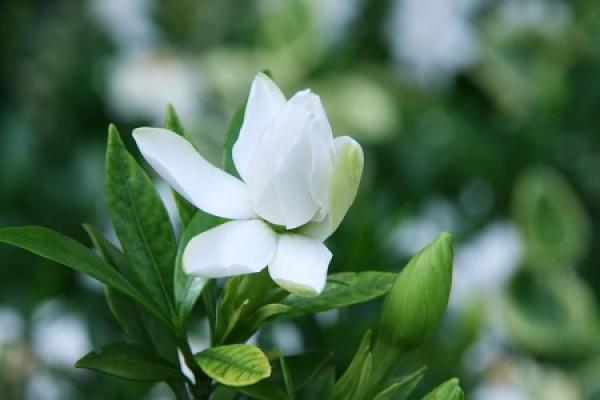 Gardenia