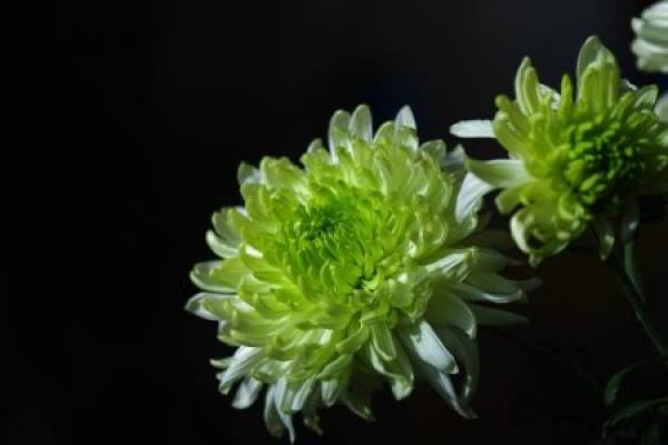 Green Peony
