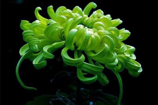Green Peony