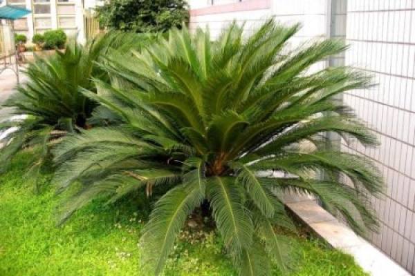 Cycas