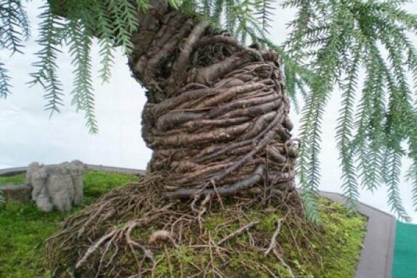 Australian fir