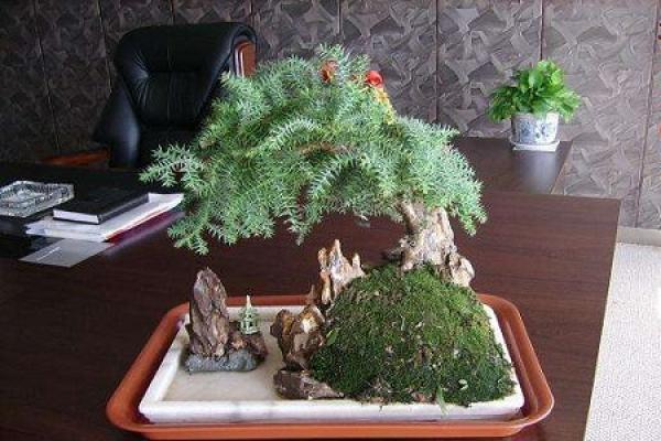 Australian fir