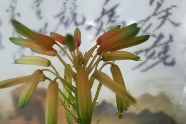 Sea Tiger Orchid
