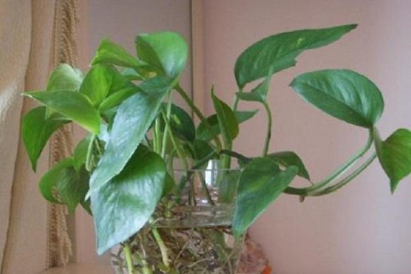 Scindapsus macrophylla