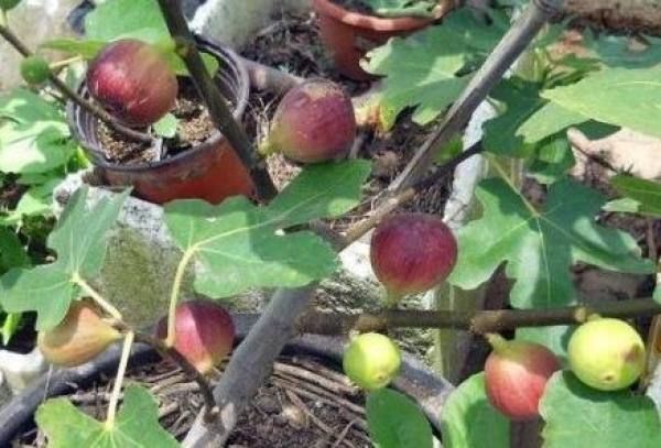 Figs potted