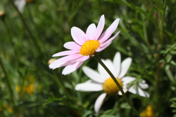 Daisy