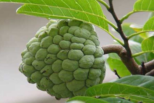 Cherimoya