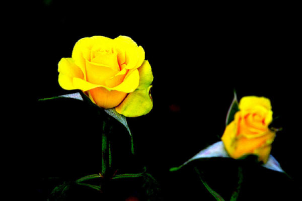 yellow rose
