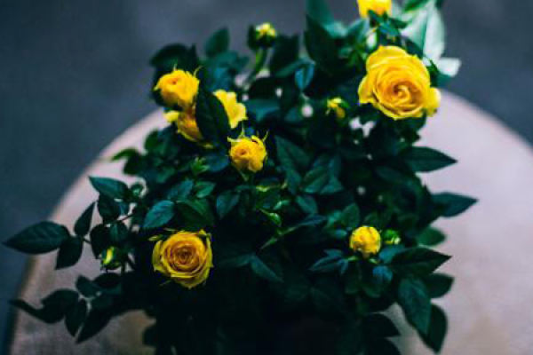 Yellow Rose