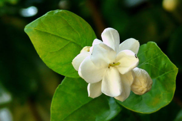 Jasmine