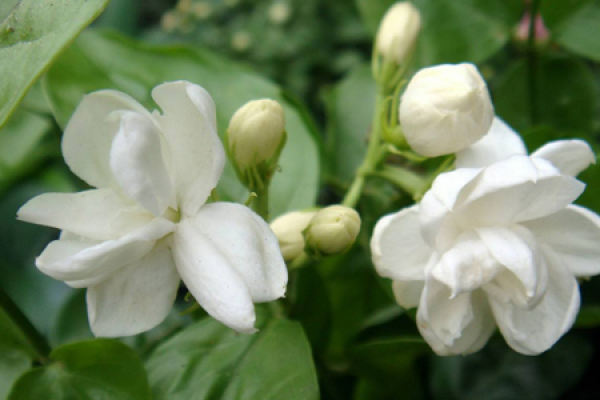 Jasmine