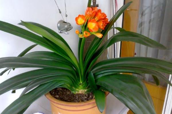 Clivia miniata
