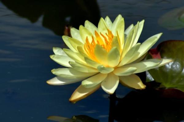 Water Lily