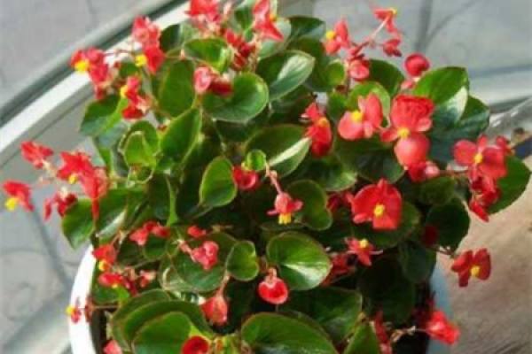 Begonia semperflorens
