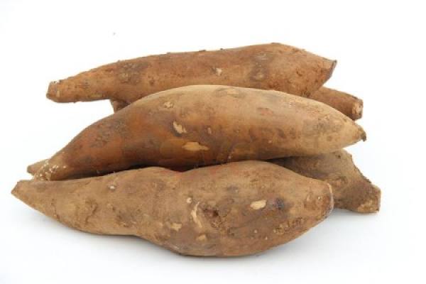 Saussurea involucrate