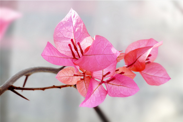 Bougainvillea