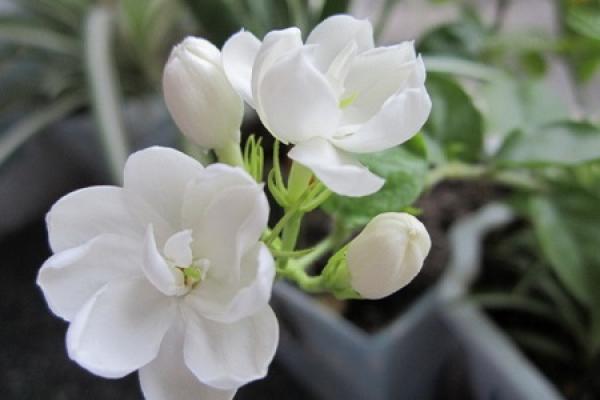 Jasmine