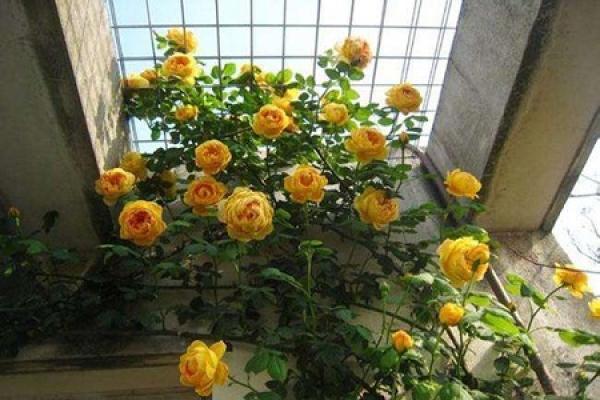 climbing rattan rose