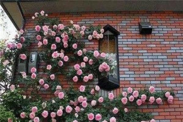climbing rattan rose