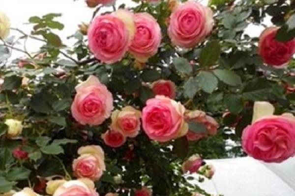 Rattan rose