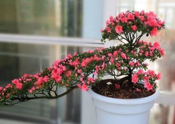 Rhododendron