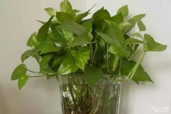 Hydroponic scindapsus