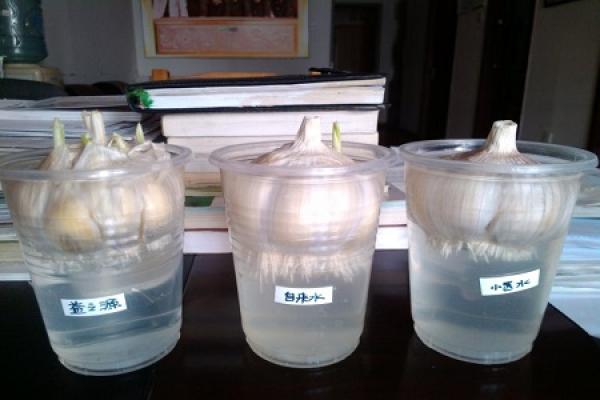 garlic in water
