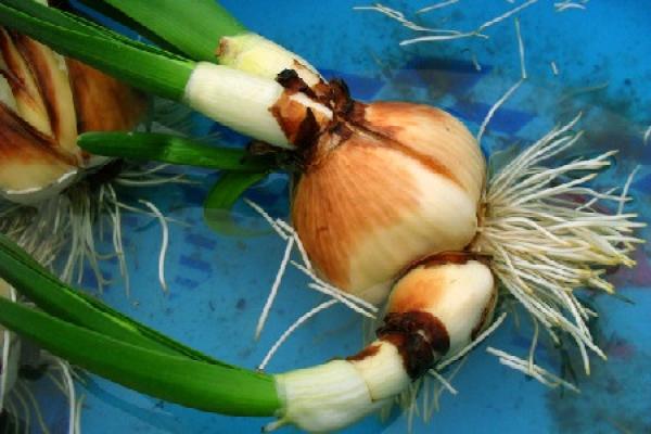 Garlic in water