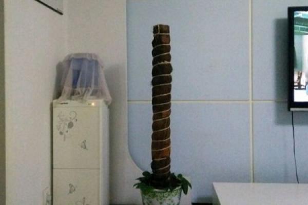 brown column