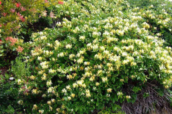 honeysuckle