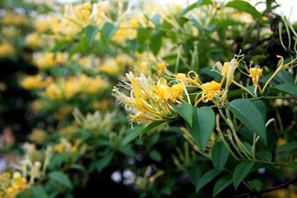 honeysuckle