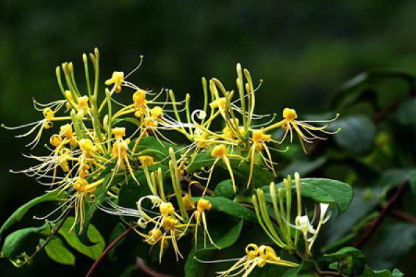 Lonicera japonica