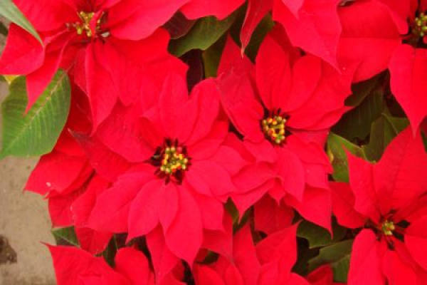Euphorbia pulcherrima