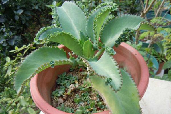 rooting