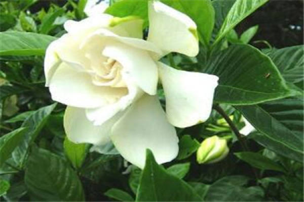 Gardenia