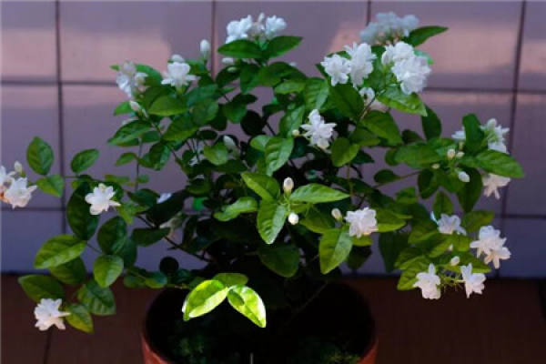 Jasmine