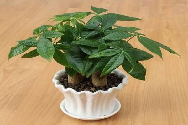 Fortune Tree Fortune Tree