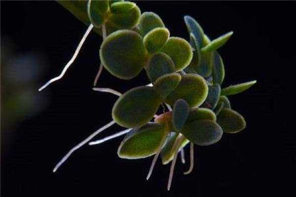 rooting
