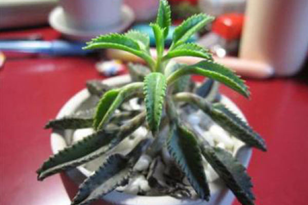 Take root in the ground