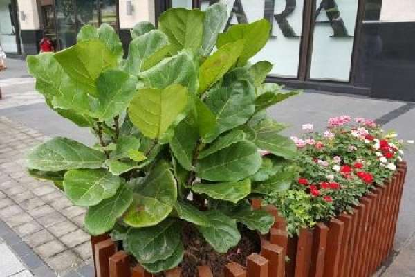 fiddle-leaf fig