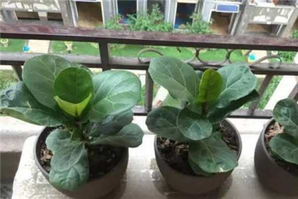 Ficus pandurata