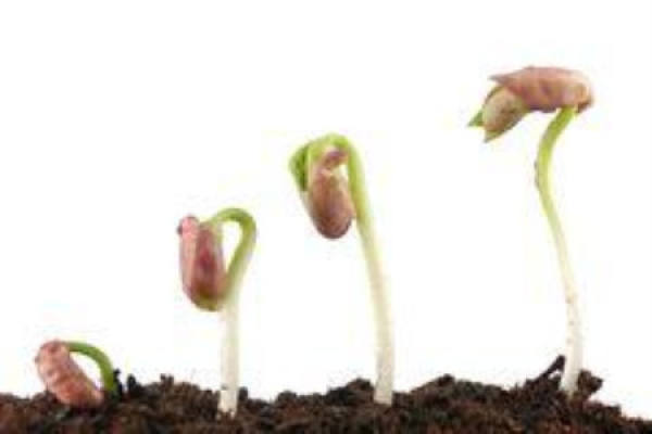 Seed
