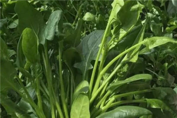 spinach