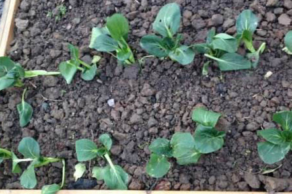 Spinach