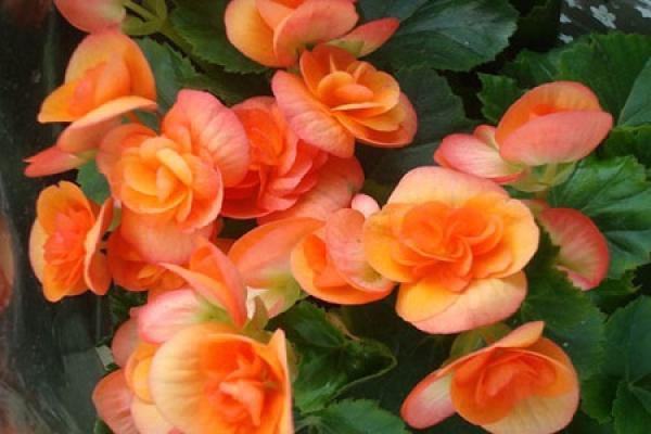 Rieger Begonia